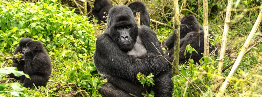 Gorilla Trekking in Rwanda Luxury Travel
